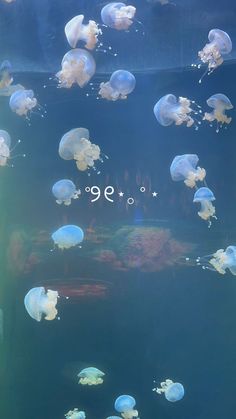 many jellyfish are swimming in an aquarium tank with the numbers 999 below them