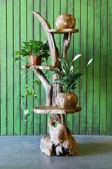 a wooden tree with potted plants on it's sides and green wall in the background