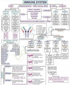 the immune system is shown in this diagram