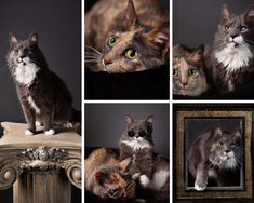 four different pictures of cats with one looking at the camera