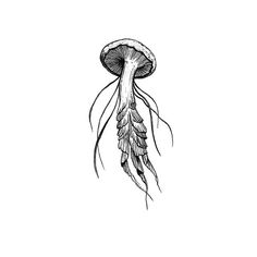 an ink drawing of a jellyfish