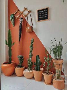 there are many potted plants on the wall