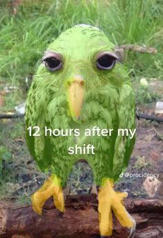 a green parrot sitting on top of a tree branch with the words 12 hours after my shift