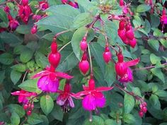 red and pink flowers blooming on green leaves