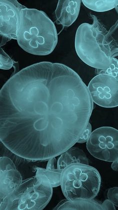 many jellyfish are swimming in the water