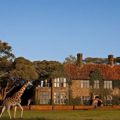 a giraffe walking in front of a large building