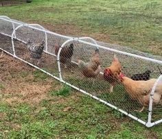 several chickens in a chicken coop on the grass