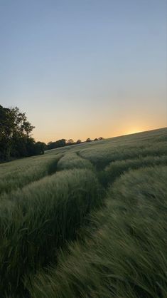 a grassy field with trees in the distance