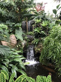 a small waterfall surrounded by lush green plants