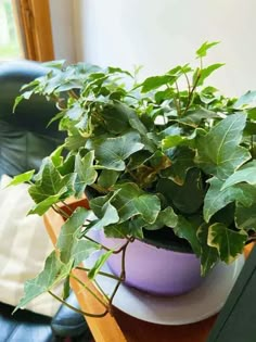 a potted plant sitting on top of a wooden table next to a blue chair