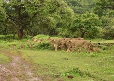 a herd of animals walking across a lush green forest filled with trees and grass on top of a dirt road