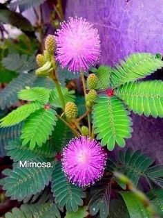 purple flowers and green leaves on a tree