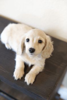 a white dog sitting on top of a black bench