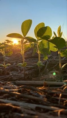 Ganpati Bappa Photo, Africa Photography, Photographs Ideas, Summer Plants, Plant Growth