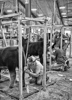 several men are working on some animals in a building with other people around them and one man is tending to the cow