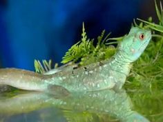 a close up of a lizard on the water