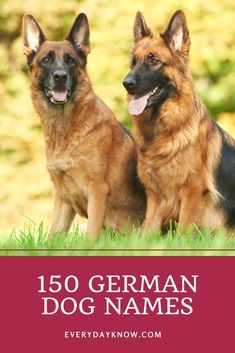 two german shepherd dogs sitting in the grass with text overlay that reads, 150 german dog names