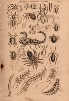 an old book with drawings of bugs and other insect species on it's pages