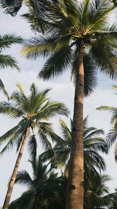 tall palm trees against a blue sky with clouds