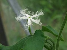 a close up of a white flower on a plant