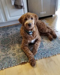 a brown dog laying on top of a rug next to a dishwasher in a kitchen