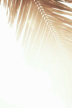 a palm tree branch with the sun shining through it's leaves in front of a white background