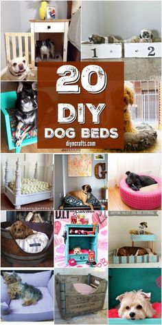 there are many different pictures of dogs in this collage with the words 20 diy dog beds