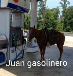 a brown horse standing next to a gas pump