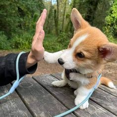 a small brown and white dog sitting on top of a wooden table next to a person