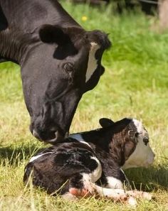 a black and white cow laying on top of a grass covered field next to a calf