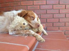 a dog laying on top of a brick wall next to a stuffed animal teddy bear