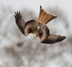 a bird flying through the air with it's wings spread