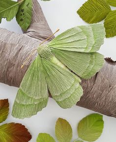 a large green butterfly sitting on top of a leaf covered tree branch next to leaves