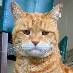 an orange cat sitting on top of a blue chair