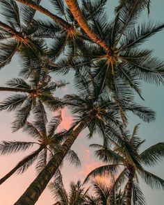 an instagram with palm trees and the sky in the background is captioned by someone