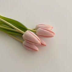 three pink tulips with green stems on a white surface