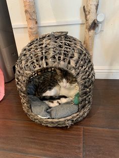 a cat curled up in a basket on the floor