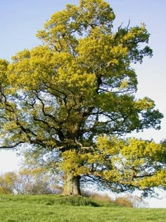 two large trees in the middle of a grassy field