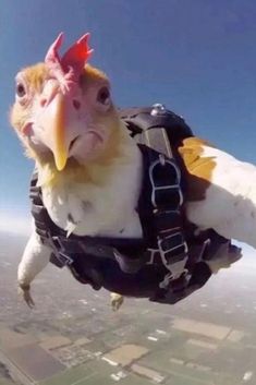 a bird is flying in the air wearing a harness