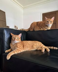 two cats sitting on top of a black couch