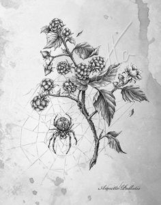 a drawing of a spider sitting on top of a flower