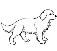 a black and white drawing of a dog on a white background with the words, how to draw a golden retriever