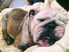 a dog laying on top of a bed covered in blankets