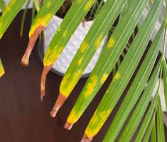 yellow spots on the leaves of a palm tree in front of a potted plant