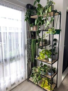 a shelf filled with potted plants next to a window