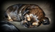 a small brown and black dog sleeping on top of a couch