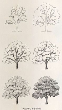 four different types of trees in black and white, each with the same color scheme