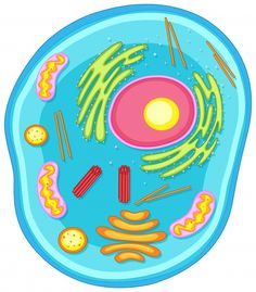 an animal cell with different types of food on the top and bottom, including eggs