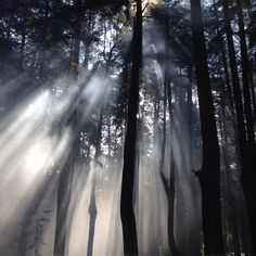 sunbeams shining through the trees in a forest filled with tall, slender trees