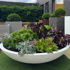 a large white bowl filled with lots of plants